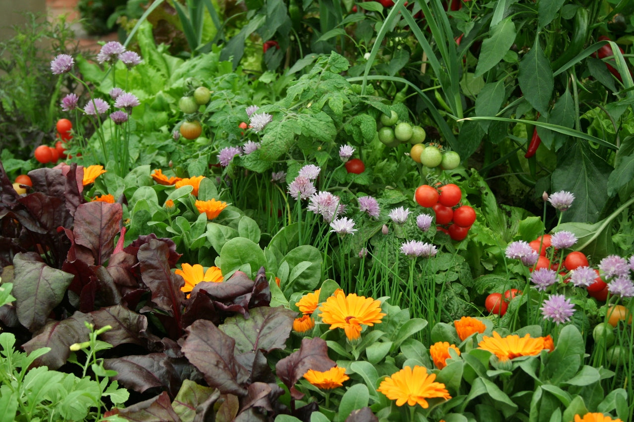 10 Flowers To Grow With Vegetables Learning with Experts Staging