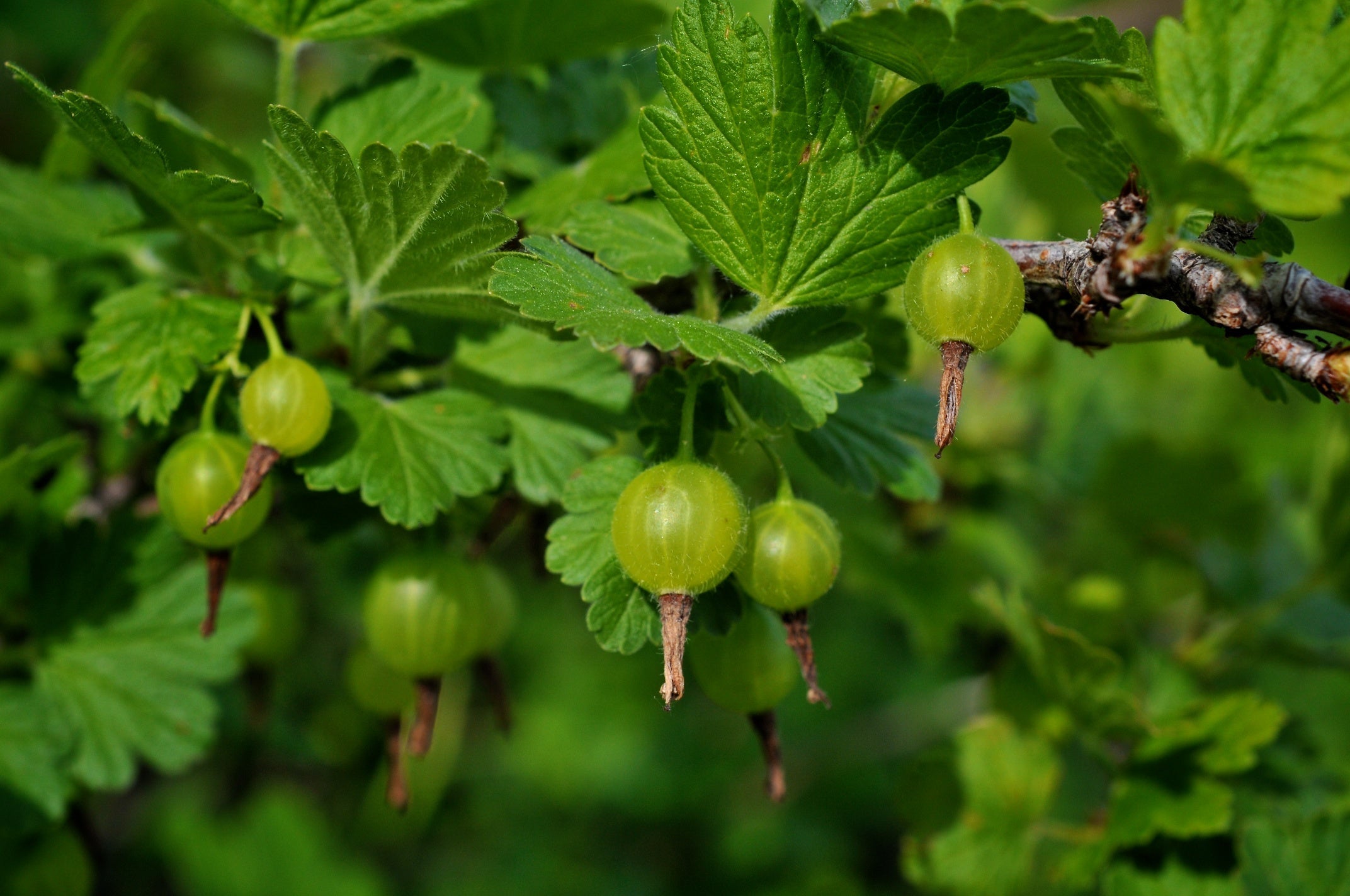 How to Prune Soft Fruit Learning with Experts Staging