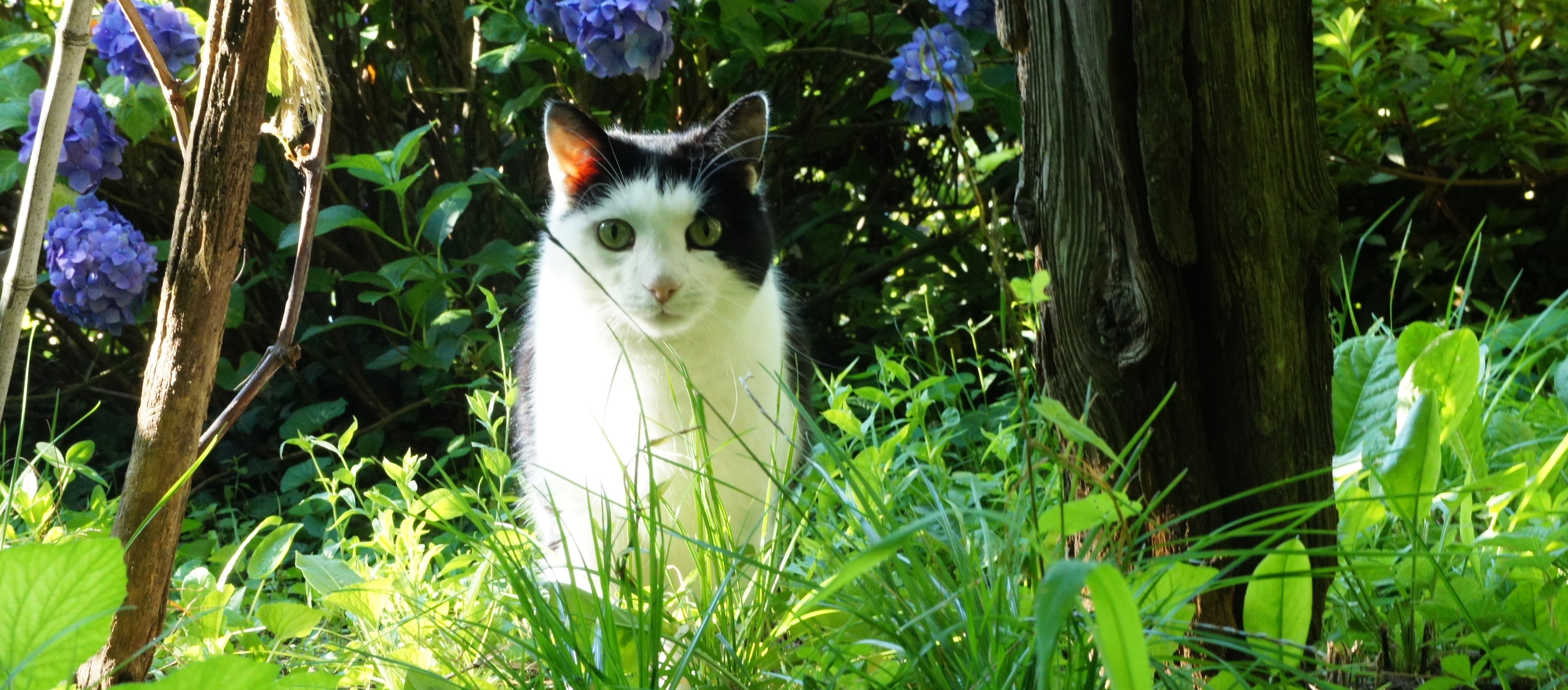 Gardens for Cats Learning with Experts Staging