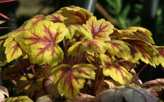 Heucheras - colour for pots in the autumn and winter garden