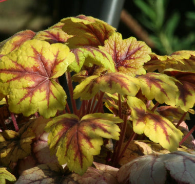 Heucheras - colour for pots in the autumn and winter garden