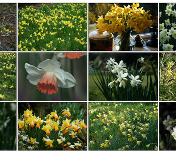 10 Daffodils for Successional Flowering