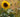 Gardening for a Changing World