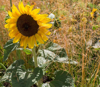 Gardening for a Changing World