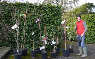 New Year gardening resolutions