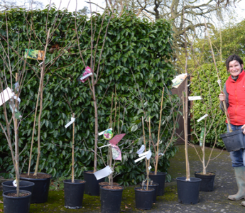 New Year gardening resolutions
