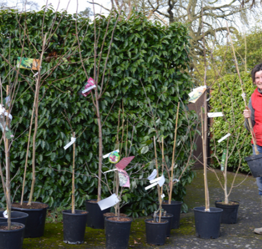 New Year gardening resolutions