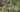 Light height; the magic ingredient in a planting scheme
