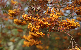Autumn jewels – precious berry-bearing shrubs and trees