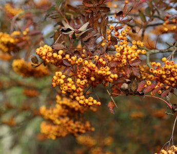 Autumn jewels – precious berry-bearing shrubs and trees