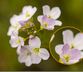 4 Reasons Every Photographer Needs a Prime Lens