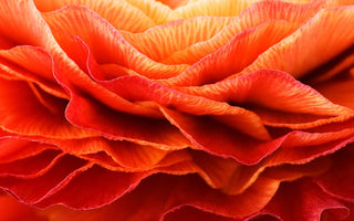 Interview With Master Photographer Clive Nichols