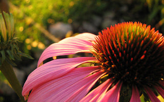 Online Gardening Courses Start this Weekend