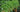 How to Grow Bush Runner Beans and Climbing French Beans