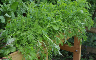 How to Grow Bush Runner Beans and Climbing French Beans