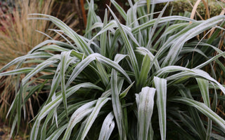 Winter In The Garden: Repairing The Damage