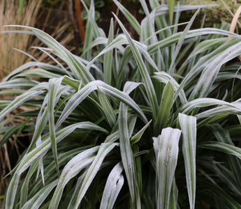 Winter In The Garden: Repairing The Damage