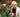 MyGardenSchool Full List of Chelsea 2014 Medal Predictions For Show Gardens
