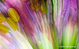 A Cook&rsquo;s Guide to Pressed Flower Photography