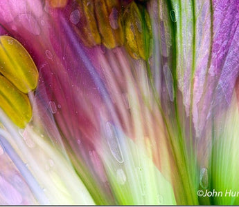 A Cook&rsquo;s Guide to Pressed Flower Photography