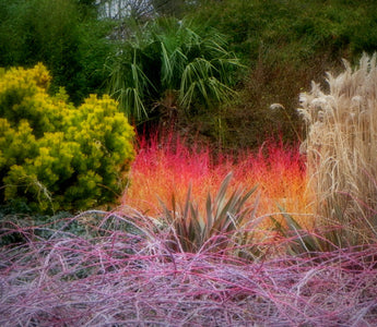 A Walk in the Winter Garden; The Sir Harold Hillier Gardens