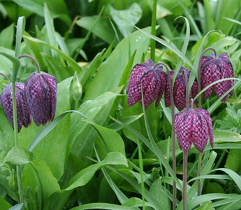 To visit this weekend:  Fritillaria meleagris meadows at Magdalen College, Oxford University, England