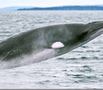UK/Spanish Whale Watching Trip with David Tipling