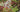 Sempervivums – house leeks; hardy succulents