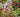 Sempervivums – house leeks; hardy succulents