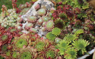 Sempervivums – house leeks; hardy succulents