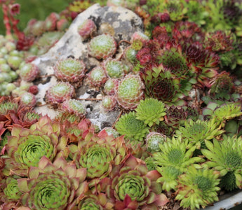 Sempervivums – house leeks; hardy succulents