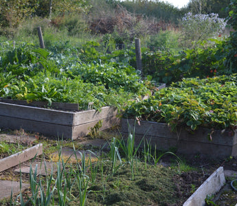 Raised beds - trendy nonsense in the vegetable garden?
