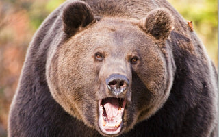 Photography Workshop: Photographing Europe&rsquo;s Great Predators with Chris Weston and Tatra photography