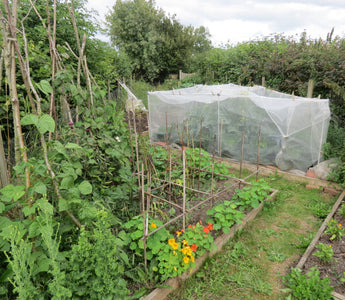 Starting A Veg Garden During Quarantine