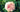 David Austin Roses; An Interview with Michael Marriott