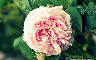 David Austin Roses; An Interview with Michael Marriott