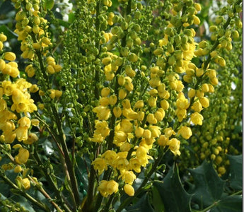 Evergreen shrubs for colour