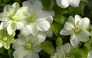 The top 100 Gardening questions 51 &ndash; 60