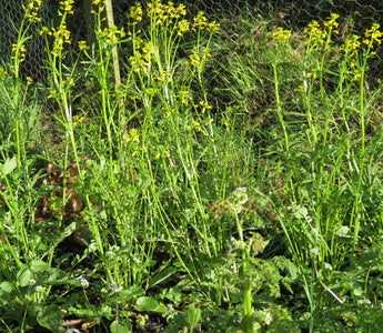 The Coronavirus Veg Garden: What to do with all that garden waste?