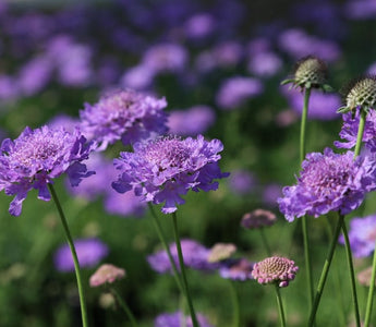 Gardening Trends for 2016