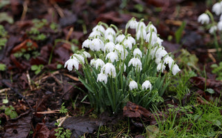 Gardening Jobs For Winter