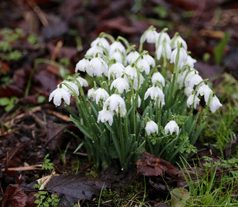 Gardening Jobs For Winter
