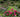 Gardens to Visit: Mottisfont Abbey