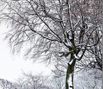 Winter Photography: Making The Most of Snow