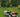 Summer lawn care