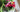 Growing Roses For Cutting