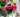 Growing Roses For Cutting