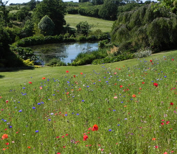 Lady Farm, Chelwood, Somerset, England: planting for impact