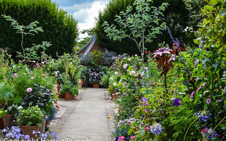 Growing Plants From Seed For Summer Pots & Containers