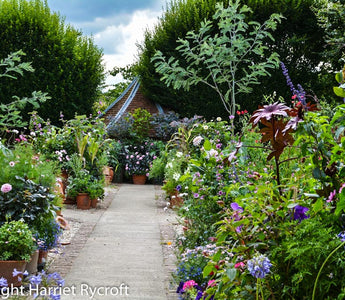 Growing Plants From Seed For Summer Pots & Containers